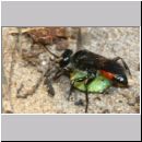 Astata boops - Wanzengrabwespe w04a 10mm beim Nesteintrag - Niedringhaussee.jpg